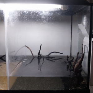 Publication de Yoshi971