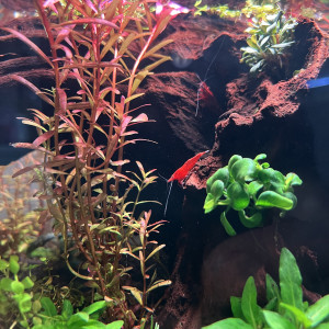 Publication de ThomLA