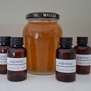 Anguillules (souche ou bocal)