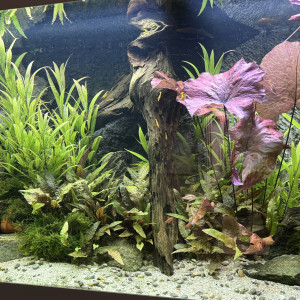 Aquarium communautaire eau douce