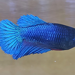 Azraël - betta splendens