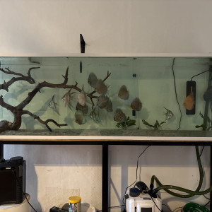 Publication de Thomas891