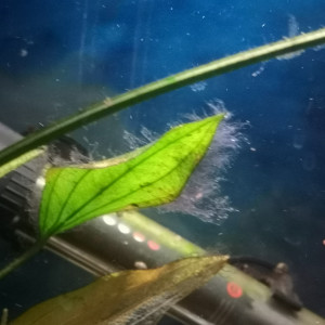 Publication de Zigoku