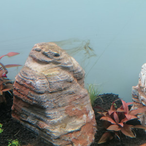 Publication de Barbu62