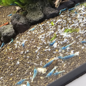 Crevettes deep blue bolt