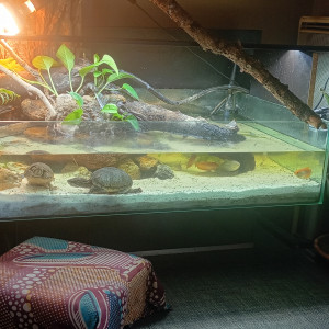 Publication de Balla