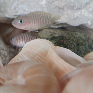 Couple Neolamprologus Multifasciatus