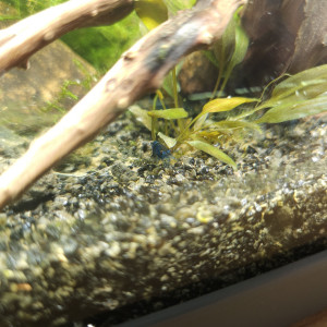 Publication de Sirius