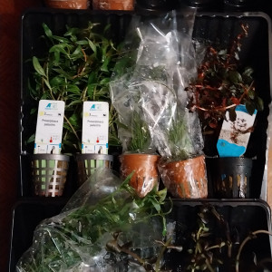 Publication de STK54