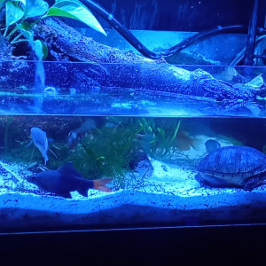 Publication de Balla