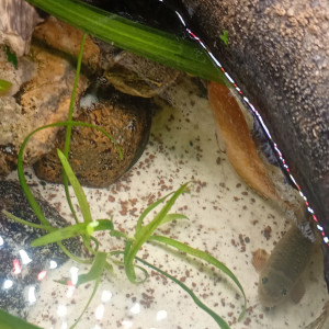 Publication de Balla