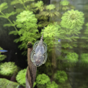 Publication de Alex_Saignor