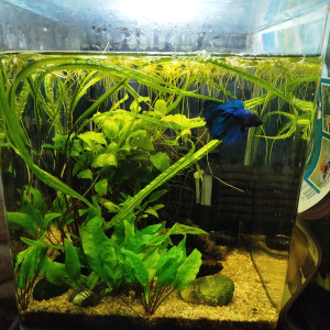 Publication de Pek29