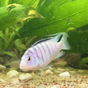 Labidochromis Chimusulae