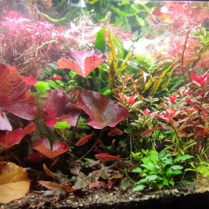 Publication de AquaShrimp95