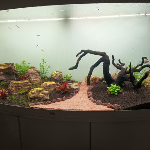 Publication de Barbu62