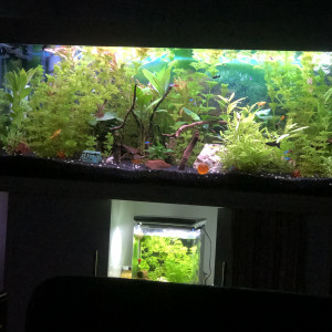 Publication de Vegetonks