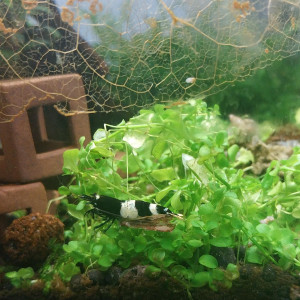 Publication de Yoshi971