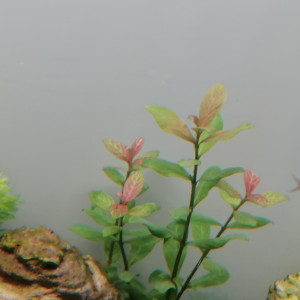 Publication de Barbu62