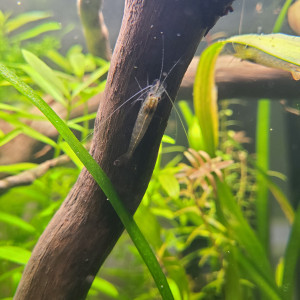 Publication de Honorable_Citron