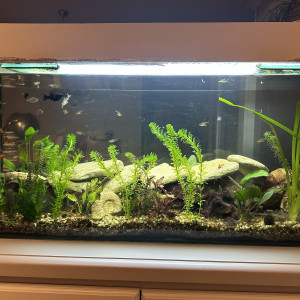 Publication de Laurent66