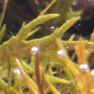 Publication de Loran