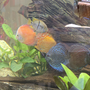 Publication de Papou1511