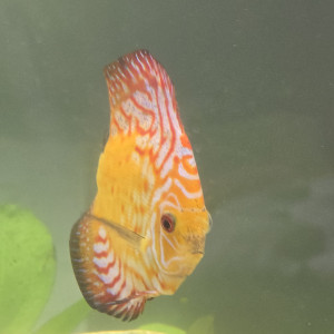 Publication de Papou1511