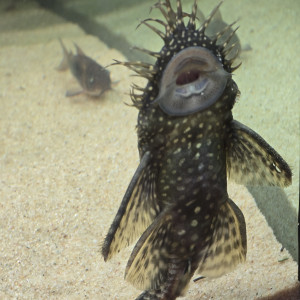 Publication de Papou1511