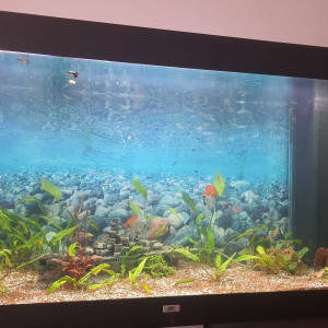 Publication de Bizarro