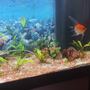 Publication de Bizarro