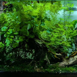 Publication de ArtemusKlegg