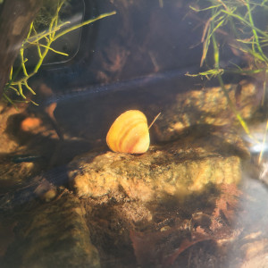 Publication de laurent-galichet