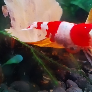 Publication de AquaShrimp95