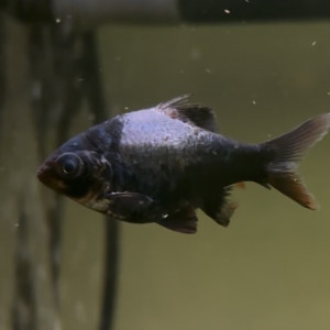 Publication de ArcaLaNormande