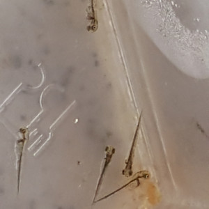 Publication de NEGUS69