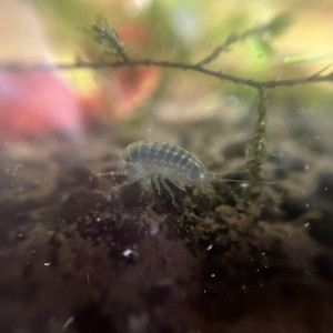 Publication de fabioushka