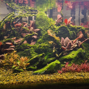 Publication de Loran