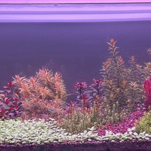 Publication de Edmon