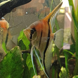 Scalaire Pterophyllum Manacapuru Red Back