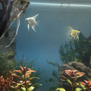 Publication de Les-Aquariums-De-Tom