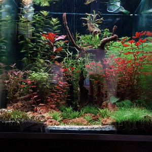 Publication de STK54