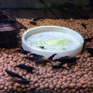 CREVETTE BLACK SAKURA NEOCARIDINA