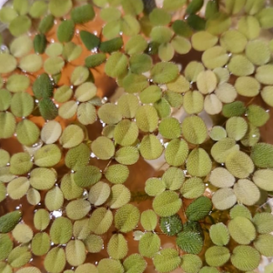 Salvinia minima — gratuit