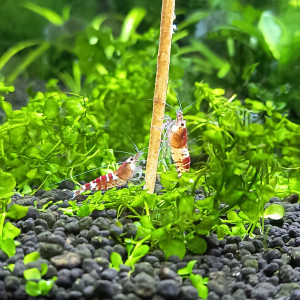 Publication de Louen