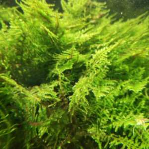 Christmas Moss