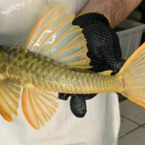 luteus phase 2,5 / 3