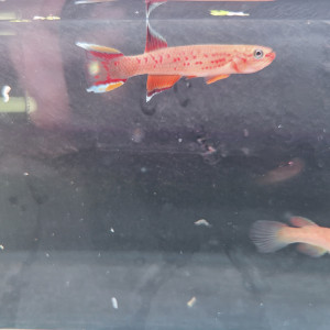 Vente - couple aphyosemion cap Esperia