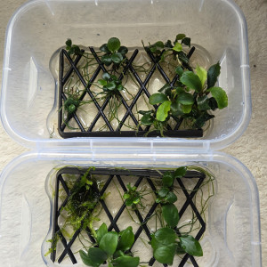 Publication de Erzalt