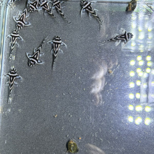 Publication de Aquarius.0103